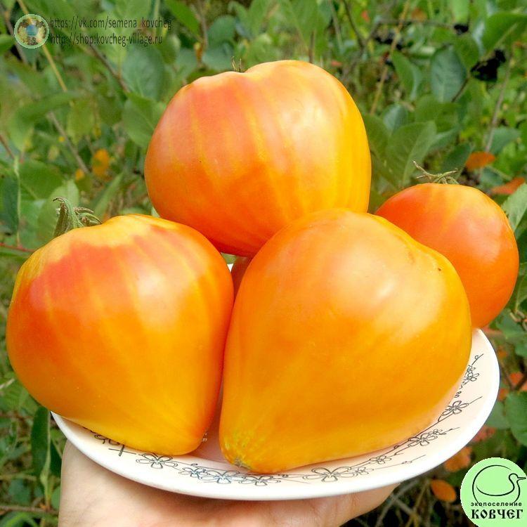 25. Золотые горы Медео (7)-_1_1 Семена томата Золотые горы Медео
