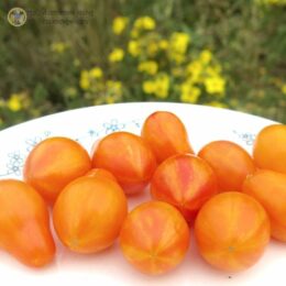 Семена томата Люк Фихо