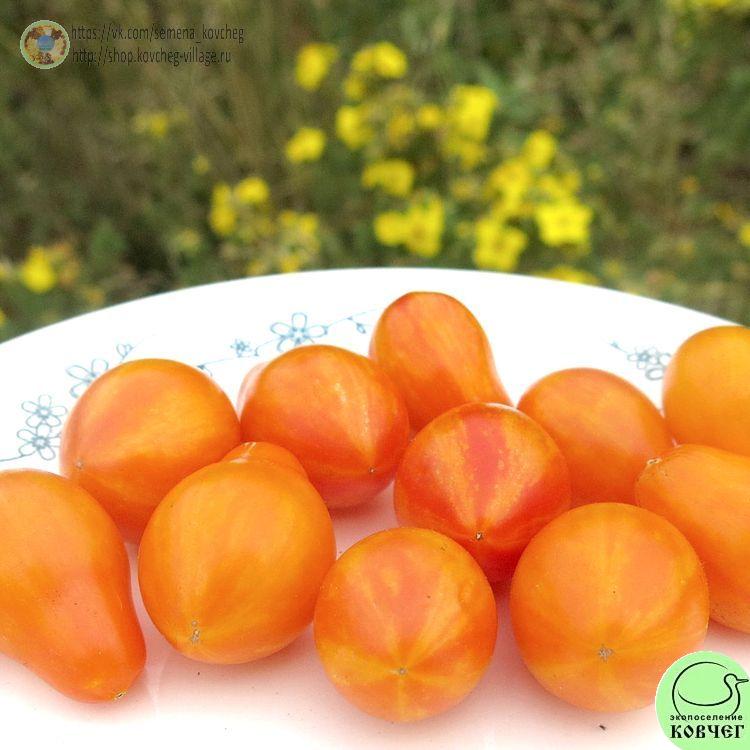 36. Люк Фихо (8)-_1_1 Семена томата Люк Фихо