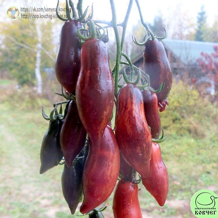 61. Сливка Гурман (16)-_1_1 Семена томата Сливка Гурман