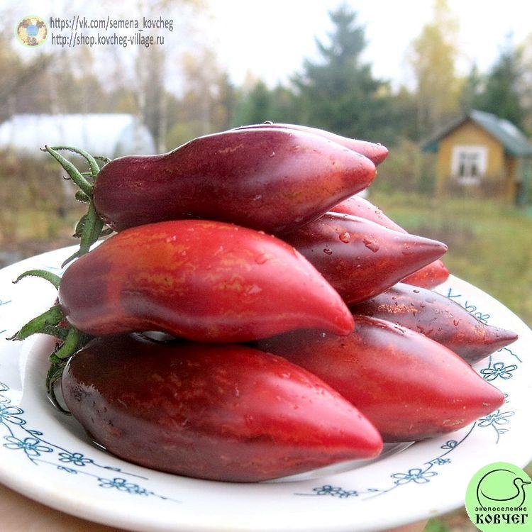 61. Сливка Гурман (20)-_1_1 Семена томата Сливка Гурман