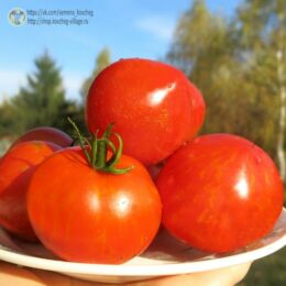 2025г. Семена томата Гном Гендольф