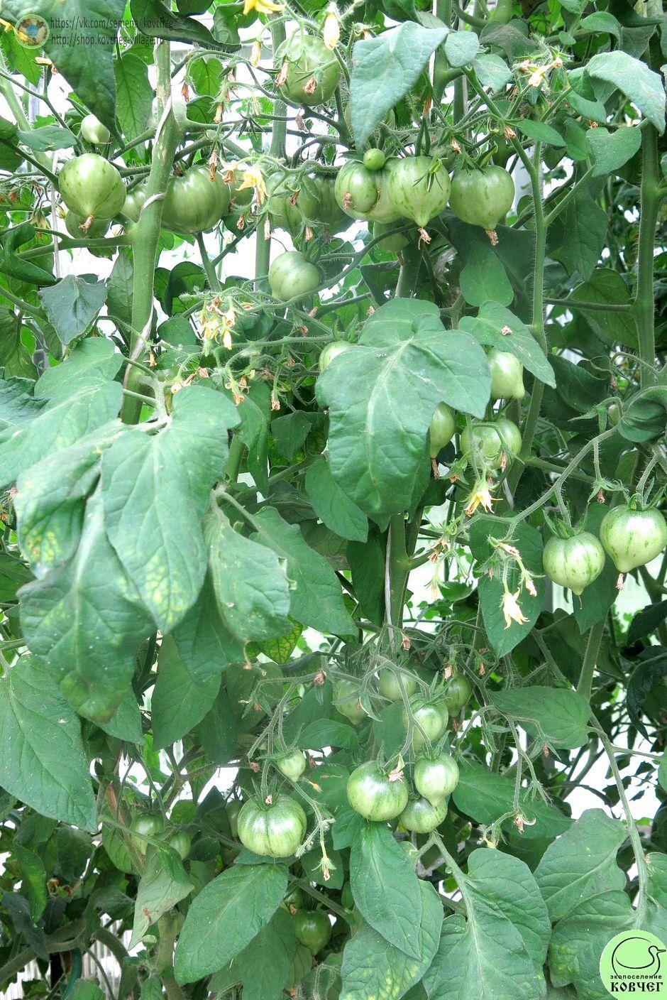 г1. ГЕНДОЛЬФ (4)_1_1 2025г. Семена томата Гном Гендольф