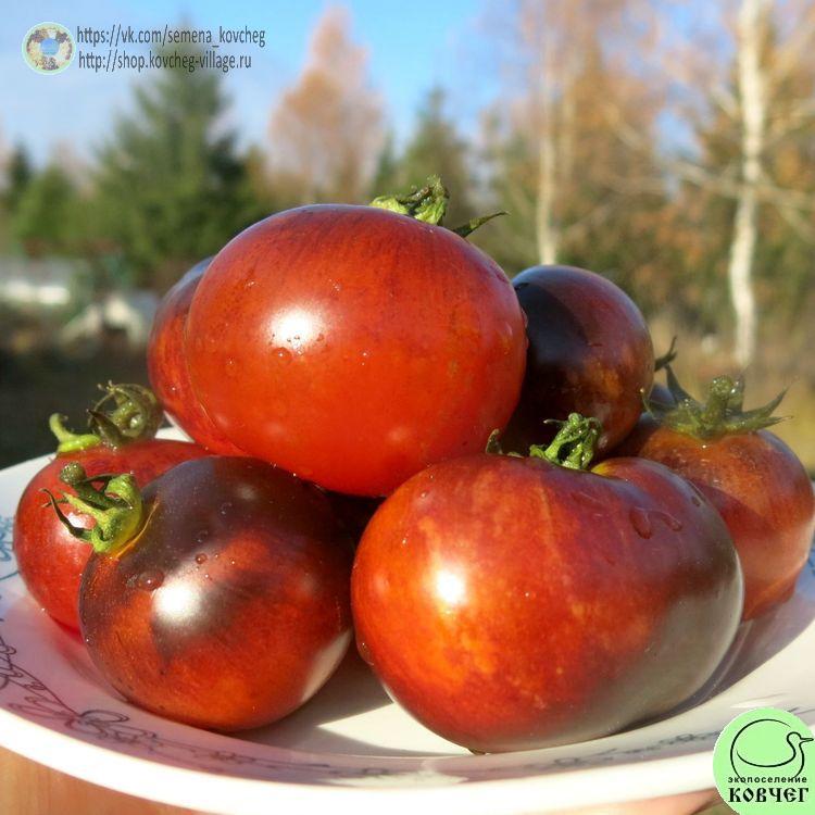 г6. ПОЛОСАТЫЙ АНТО-_1_1 2025г. Семена томата Гном Полосатый анто