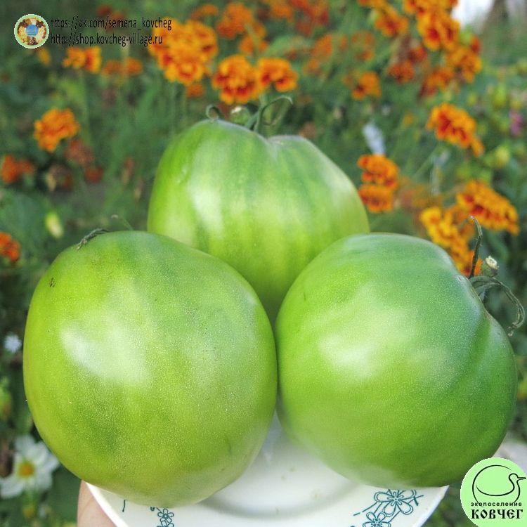 19. Зеленое сердце Рейнхарда (7)_1_1 2023г. Семена томата Зеленое сердце Рейнхарда