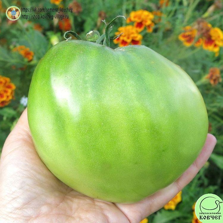 19. Зеленое сердце Рейнхарда (8)_1_1 2023г. Семена томата Зеленое сердце Рейнхарда
