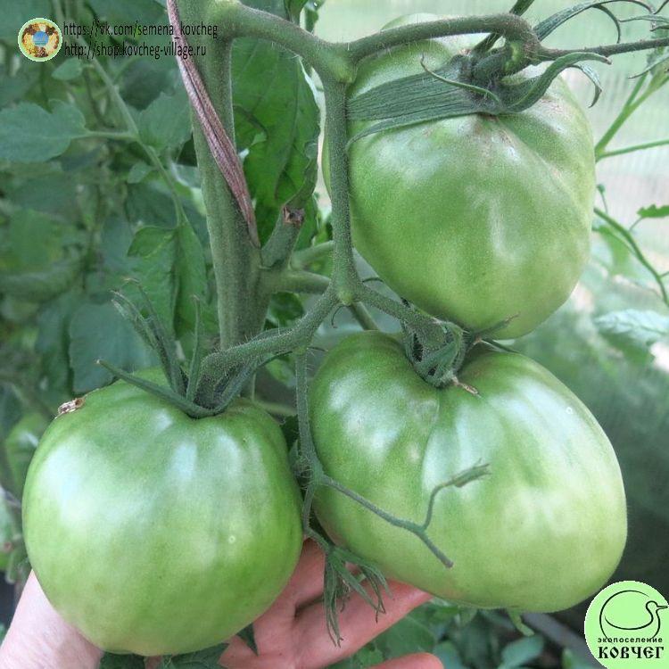 19. Зеленое сердце Рейнхарда_1_1 2023г. Семена томата Зеленое сердце Рейнхарда