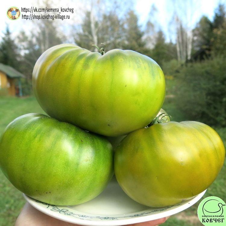 20. Зеленый Абрахам (3)_1_1 2023г. Семена томата Зелёный Абрахам