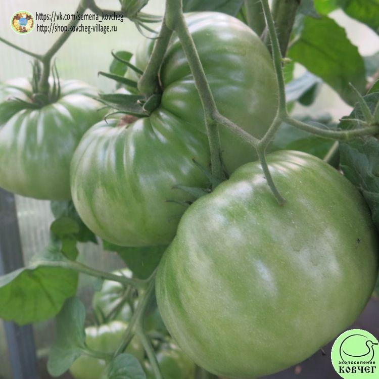 20. Зеленый Абрахам_1_1 2023г. Семена томата Зелёный Абрахам