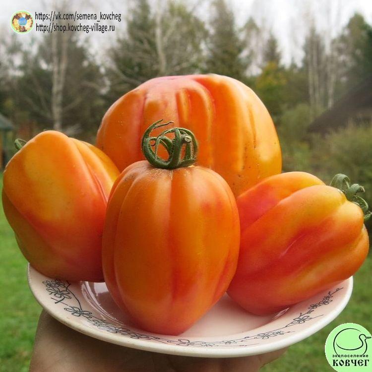 22. КАЛИФОРНИЙСКИЙ ТЮЛЬПАН (5)_1_1 2023г. Семена томата Калифорнийский тюльпан