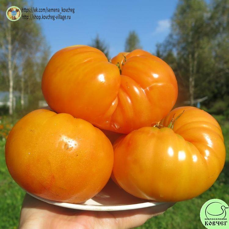 29. ЛАКИ КРОСС (25)_1_1 2023г. Семена томата Лаки кросс