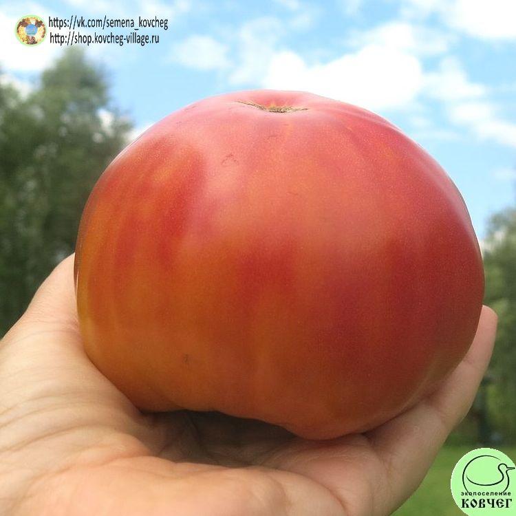 29. ЛАКИ КРОСС (9)_1_1 2023г. Семена томата Лаки кросс