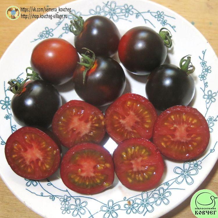 3. БЛЮЗ ФАРЕНГЕЙТУ (10)_1_1 2023г. Семена томата Блюз Фаренгейту