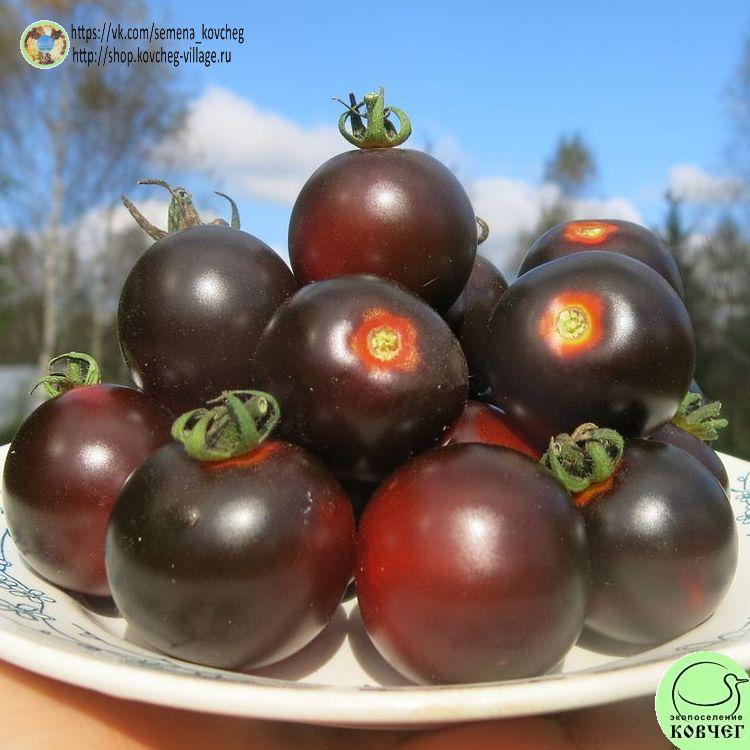 3. БЛЮЗ ФАРЕНГЕЙТУ (6)_1_1 2023г. Семена томата Блюз Фаренгейту