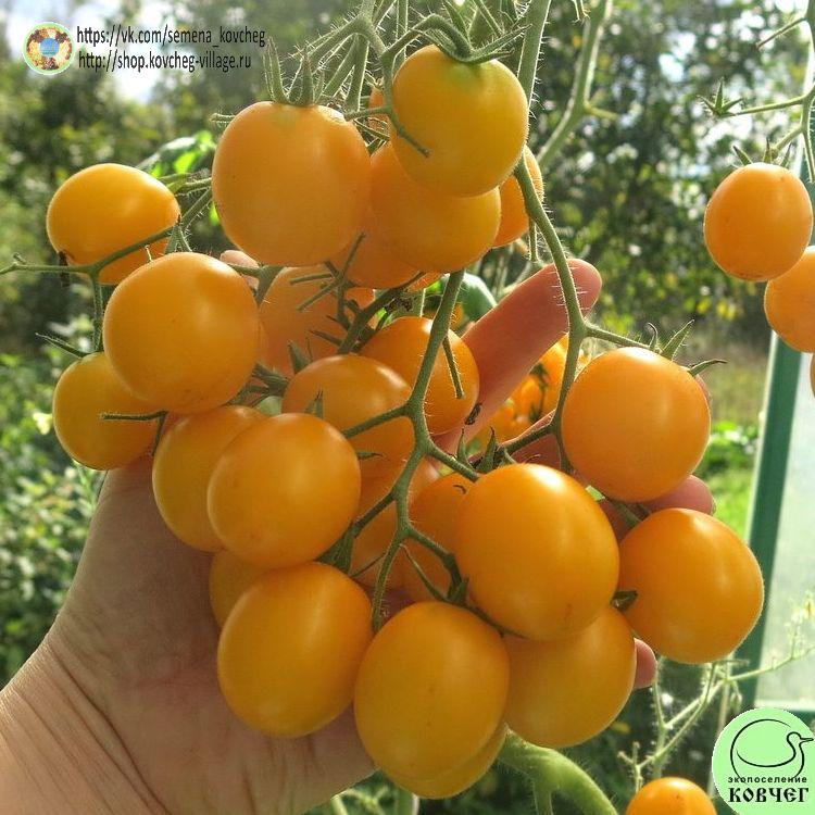 31. ЛЕТНЕЕ СОЛНЦЕ (13)_1_1 2023г. Семена томата Летнее солнце