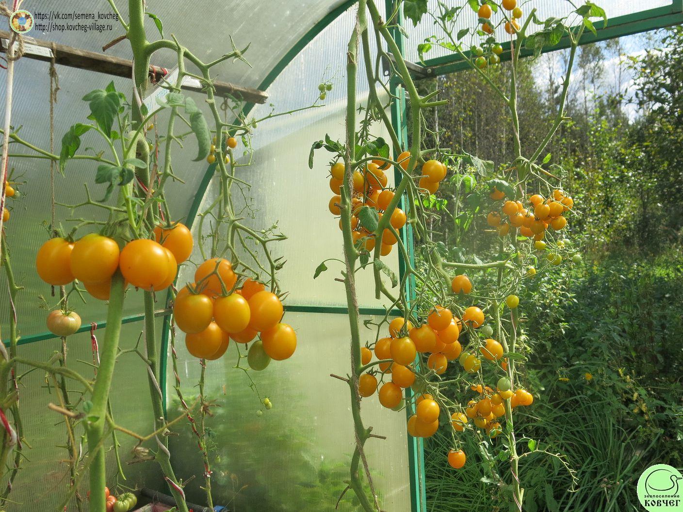 31. ЛЕТНЕЕ СОЛНЦЕ (15)_1_1 2023г. Семена томата Летнее солнце