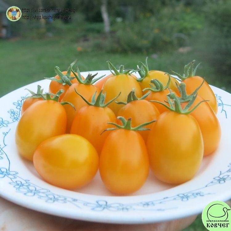 31. ЛЕТНЕЕ СОЛНЦЕ (7)_1_1 2023г. Семена томата Летнее солнце