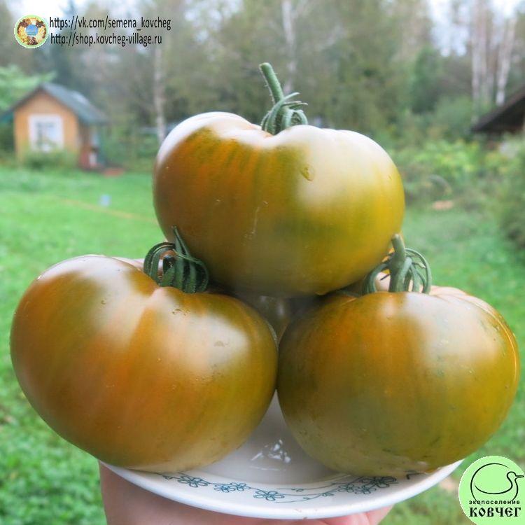 33. Малахитовая шкатулка (5)_1_1 2023г. Семена томата Малахитовая шкатулка