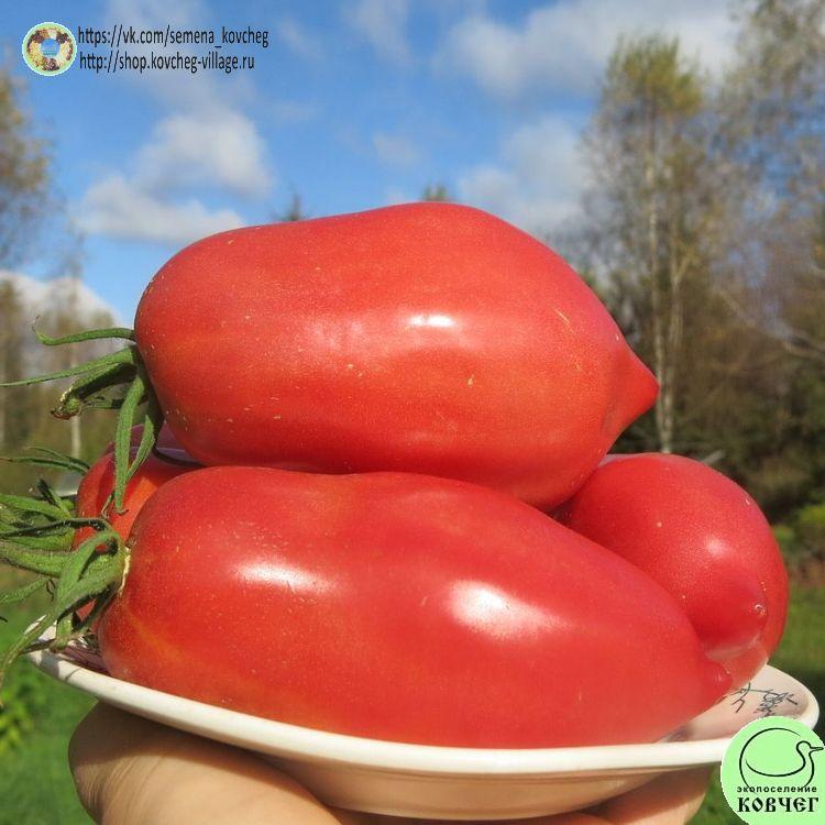5. БЫЧКИ МИНУСИНСКИЕ (10)_1_1 2023г. Семена томата Бычки минусинские