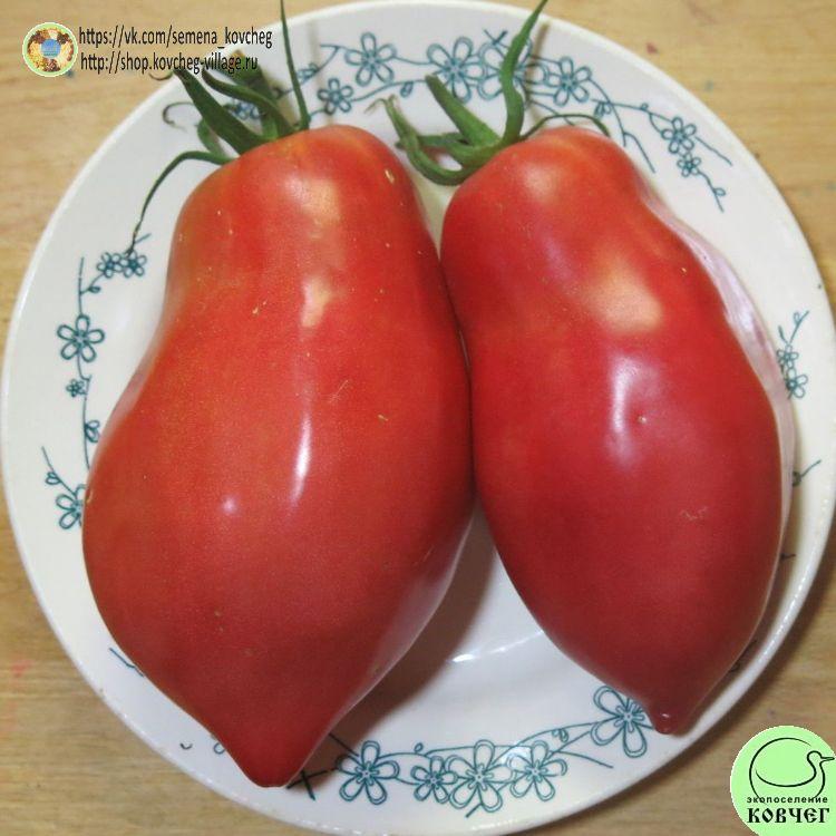5. БЫЧКИ МИНУСИНСКИЕ (12)_1_1 2023г. Семена томата Бычки минусинские