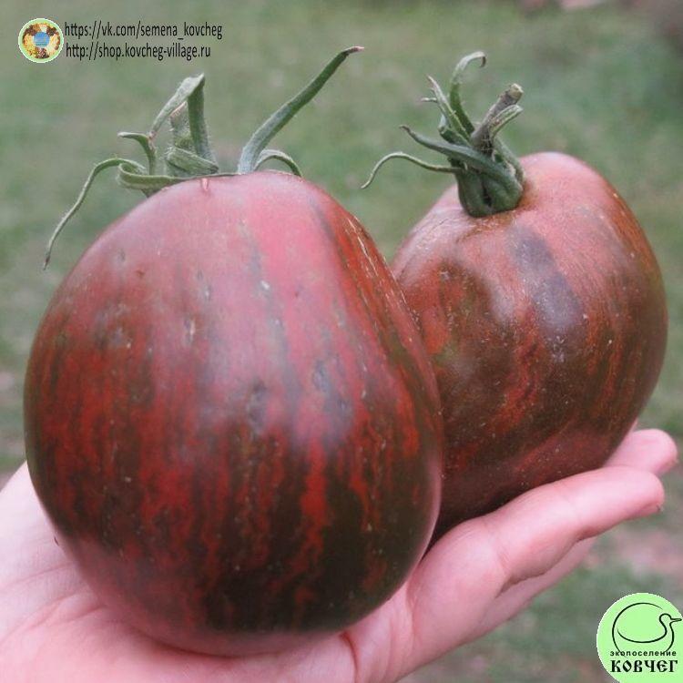 53. Сердце Марши (10)_1_1 2023г. Семена томата Сердце Марши