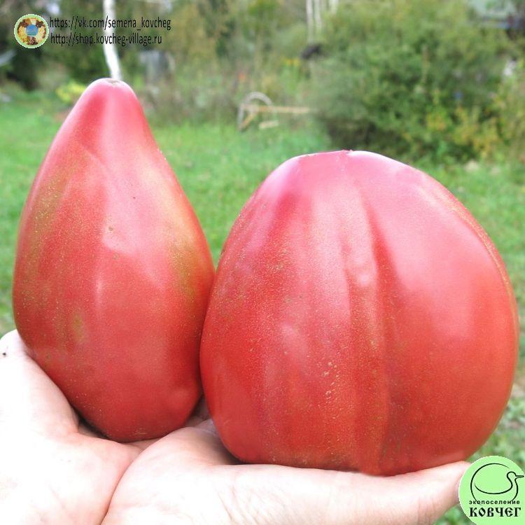 54. СЕРДЦЕВИДНЫЙ И УЭСКИ (14)_1_1 2023г. Семена томата Сердцевидный из Уэски