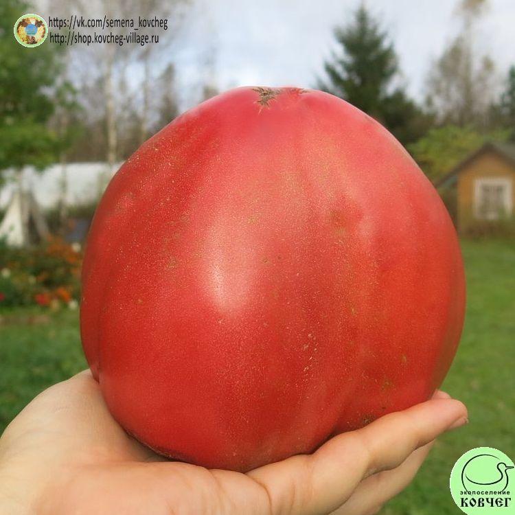 54. СЕРДЦЕВИДНЫЙ И УЭСКИ (3)_1_1 2023г. Семена томата Сердцевидный из Уэски