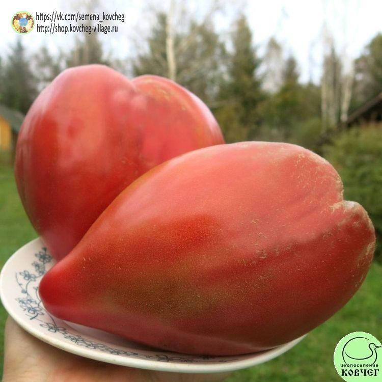 54. СЕРДЦЕВИДНЫЙ И УЭСКИ (7)_1_1 2023г. Семена томата Сердцевидный из Уэски