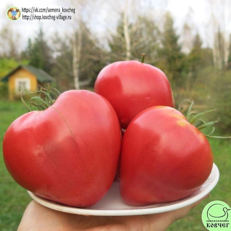 55. Сибирский деревенский (3)_1_1 2023г. Семена томата Сибирский деревенский