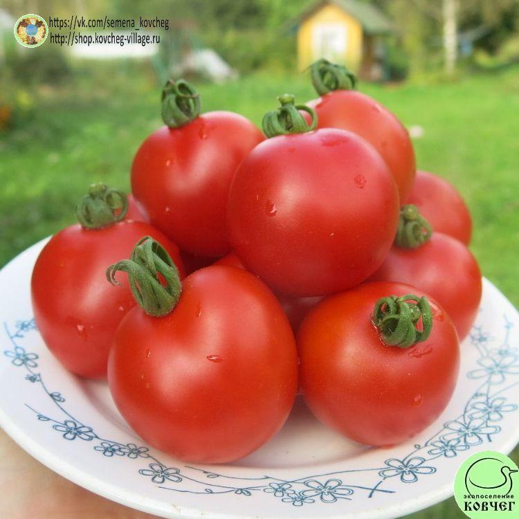 59. Турьевские консервные (3)_1_1 2024г. Семена томата Турьевские консервные