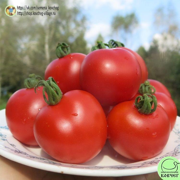 59. Турьевские консервные (4)_1_1 2024г. Семена томата Турьевские консервные