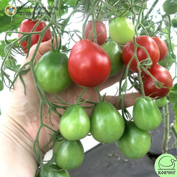 59. Турьевские консервные_1_1 2024г. Семена томата Турьевские консервные