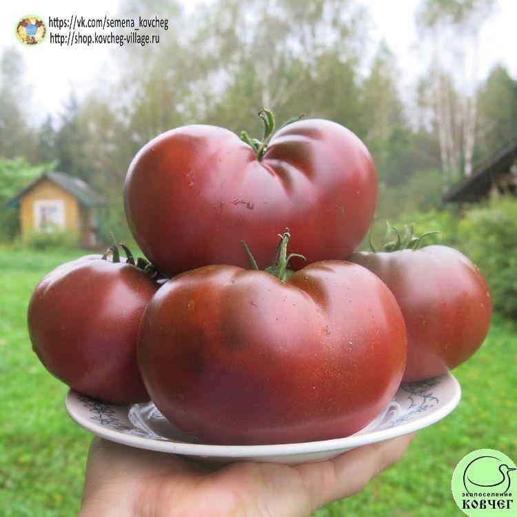 6. ВО СТО КРАТ ШОКОЛАДНЫЙ (5)_1_1 2023г. Семена томата Во сто крат шоколадный