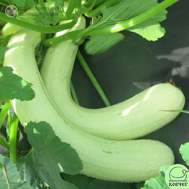 Кабачок Белоплодный (4)_1_1 2023г. Семена кабачка Белоплодный длинный