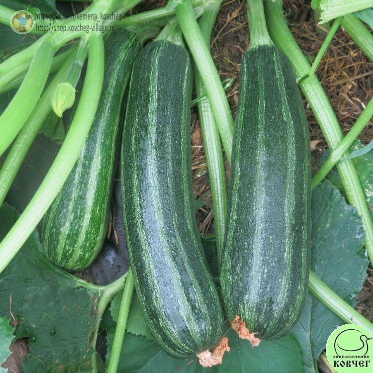 Кабачок Кукурзелло_1_1 2023г. Семена кабачка Кукурзелло