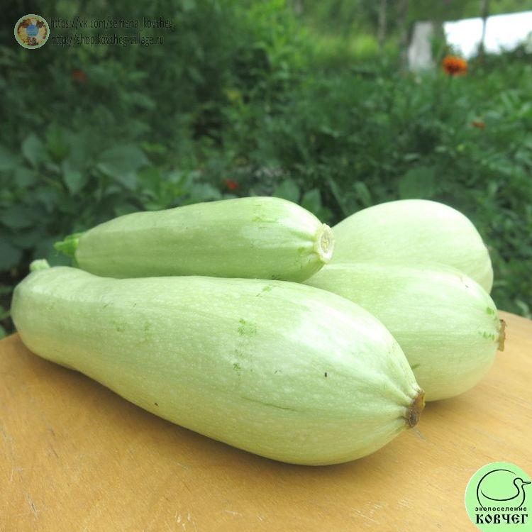 Кабачок Ролик (3)_1_1 2023г. Семена кабачка Ролик