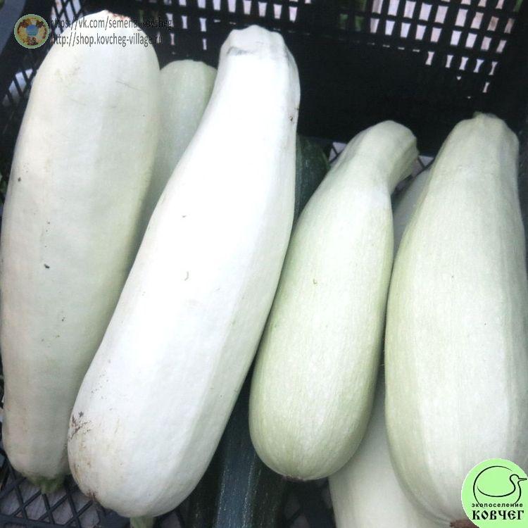 Кабачок Ролик (8)_1_1 2023г. Семена кабачка Ролик