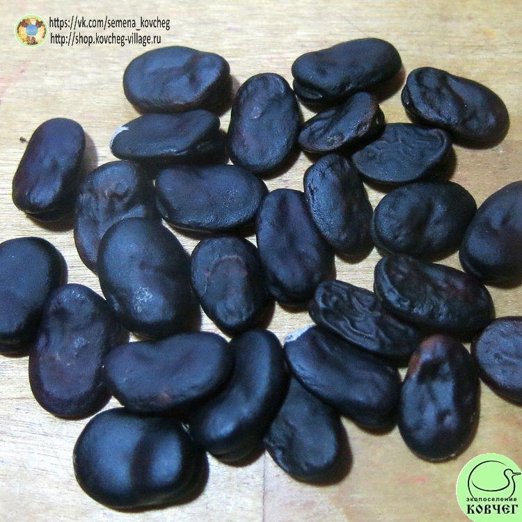 Бобы Десять негритят (4)_1 2024г. Семена бобов 10 негритят