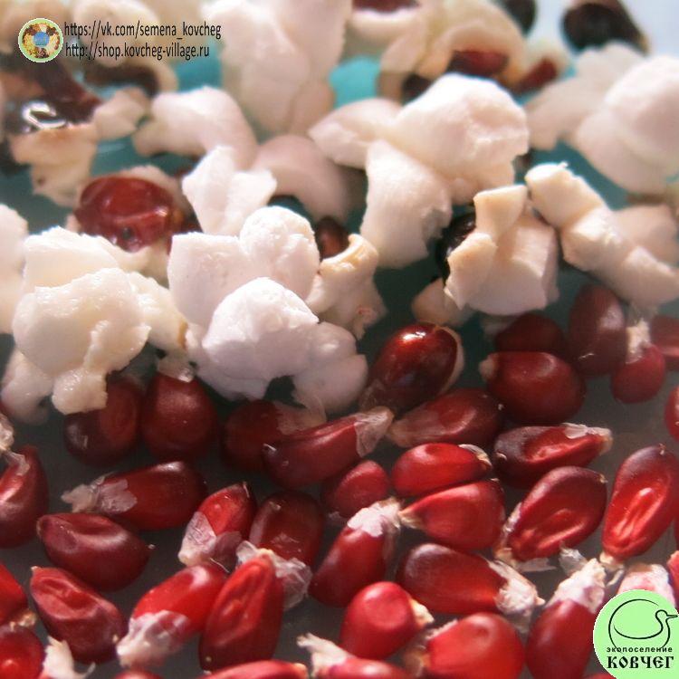 Рисовая красная_1 2023г. Семена кукурузы лопающейся Рисовая красная