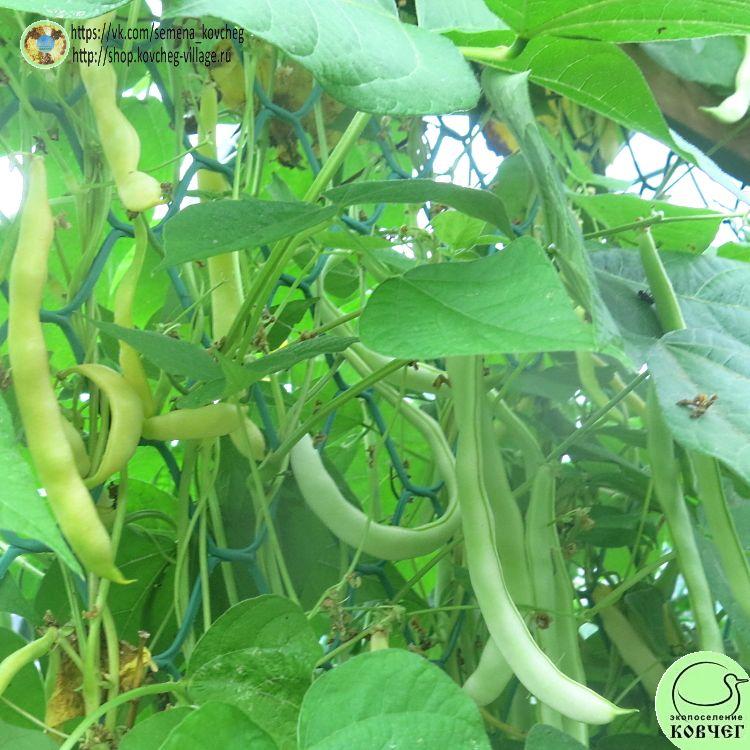 Фасоль вьющ Жёлтая река (3)_1 2023г. Семена фасоли спаржевой Жёлтая река
