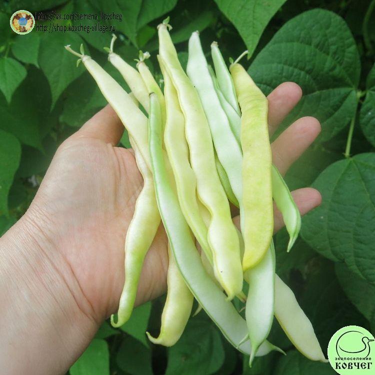 Фасоль вьющ Жёлтая река (7)_1_1 2023г. Семена фасоли спаржевой Жёлтая река