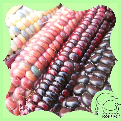 смесь цветной кукурузы 2023г. Смесь семян РАЗНОЦВЕТНОЙ КУКУРУЗЫ