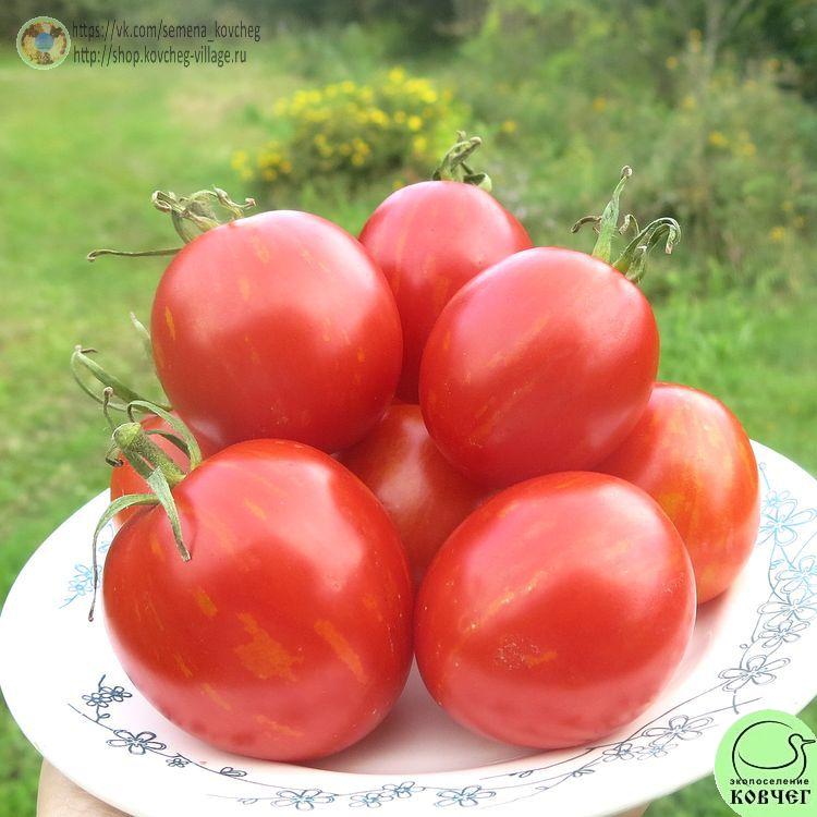 10. ДЕ БАРАО ПОЛОСАТЫЙ (12)_1 2024г. Семена томата Де барао полосатый