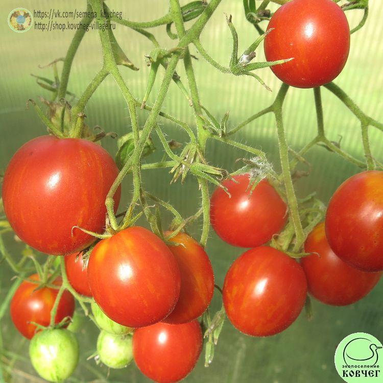 10. ДЕ БАРАО ПОЛОСАТЫЙ (6)_1 2024г. Семена томата Де барао полосатый