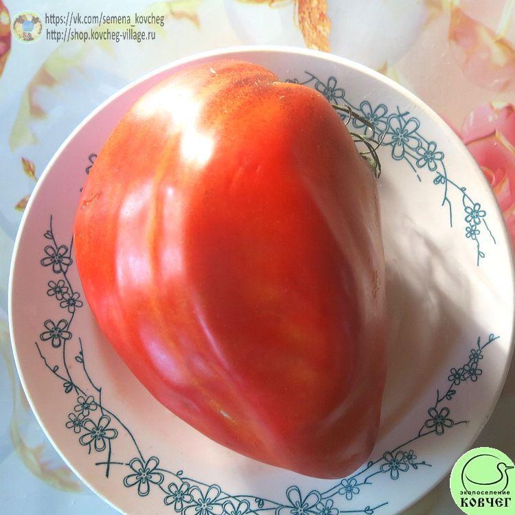 11. Древнее сердце из Акви-Терме (4)_1 2024г. Семена томата Древнее сердце из Акви-Терме
