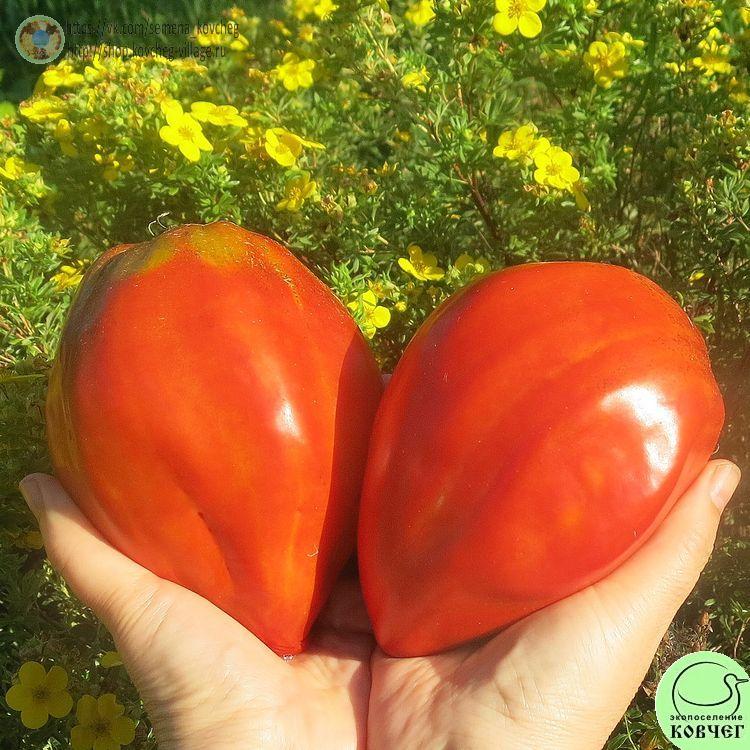 11. Древнее сердце из Акви-Терме (8)_1 2024г. Семена томата Древнее сердце из Акви-Терме