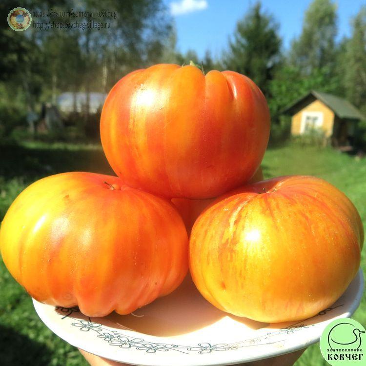 17. ИНДЕЙСКАЯ РЕЗЕРВАЦИЯ (6)_1 2024г. Семена томата Индейская резервация