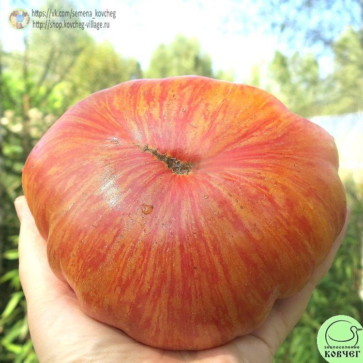 22. ЛИТИЕВЫЙ ЗАКАТ (56)_1 2024г. Семена томата Литиевый закат