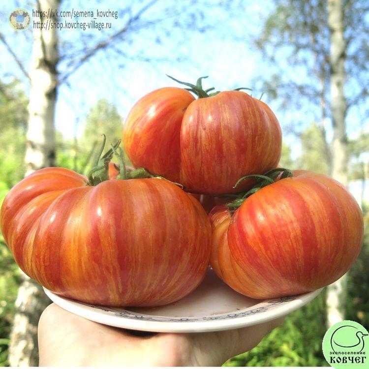 22. ЛИТИЕВЫЙ ЗАКАТ (61)_1 2024г. Семена томата Литиевый закат