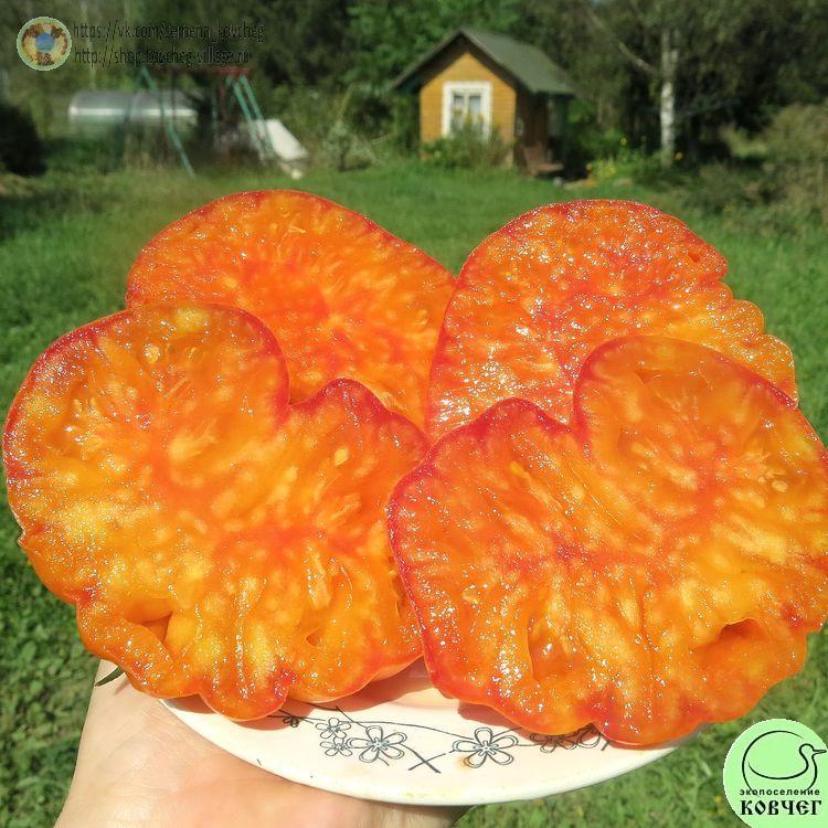 22. ЛИТИЕВЫЙ ЗАКАТ (75)_1 2024г. Семена томата Литиевый закат